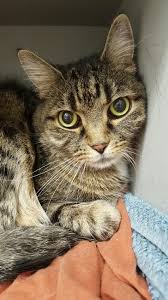 It is also taken before thyroid surgery or radioactive iodine therapy. Hyperthyroidism In Cats Mspca Angell