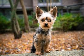 How much do yorkies cost with papers? When Will My Yorkie Puppy Calm Down Houndgames