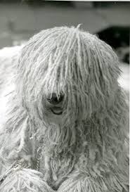 Komondor History Behind The Breed American Kennel Club