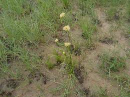 Image result for Cyperus hemisphaericus