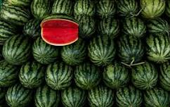 Watermelon Festival