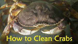 This can be cooked after it is. How To Clean Crabs Before Cooking Youtube
