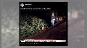 Fact Check: A Large Animal Wandered into This TV Reporters Live Shot. Some  Say It Was a Mountain Lion