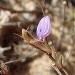 Image result for Dicliptera paniculata