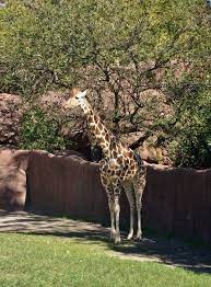 Stl Zoo Zoo Animals Giraffe