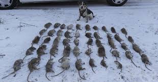 Ellers så biter jeg meg merke i at farmen 2021 inneholder mange ansikt som allerede har vært på farmen kjendis tidligere. Hunden Amigo Tok Rotta Pa 48 Rotter I Kornsilo Nationen
