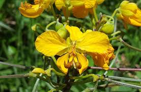 Image result for Senna sophera