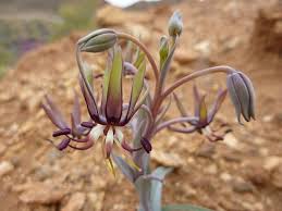 Image result for Ornithoglossum viride