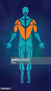 Human internal diagram body diagram to show pain awesome back pain anatomy chart nerves leg diagram human anatomy diagram lateral femoral nerves in leg cutaneous. Anatomy Of Male Muscular System Back Vector Images