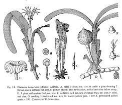 Image result for Thalassia hemprichii