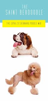 Maybe you would like to learn more about one of these? Saint Berdoodle The St Bernard Poodle Mix Breed Guide