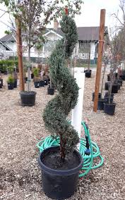 Image result for spiral cut juniper trees