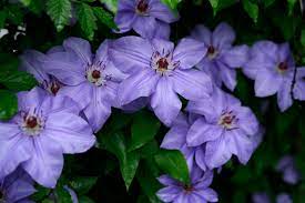 Most species are known as clematis in english, while some are also known as traveller's joy,. Clematis Travellers Joy Old Man S Beard A To Z Flowers