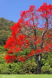 Brachychiton Acerifolius Illawarra Flame Tree Flame Tree Flowering Trees Trees To Plant