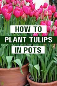 How To Plant Tulip Bulbs In Pots In 2021 Planting Tulips Plants Planting Tulip Bulbs