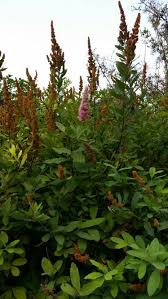 Maybe you would like to learn more about one of these? Maribeau Springs Spokane Valley Wa Love Flowers Spokane Valley Plants