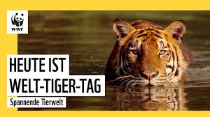 12 Erstaunliche Fakten Uber Den Tiger Wwf Blog