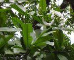Image result for Tabernaemontana penduliflora
