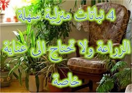 نباتات الزينة المنزلية Easy Care Houseplants Indoor Plant Care Plant Care
