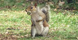 Squirrels in the UK: what they are up to, when and why | Natural History  Museum