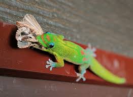 Some of the easier day geckos to care for include giant day geckos, gold dust day geckos, or lined day geckos. Also Known As The Mascot Of Geico The Gold Dust Day Gecko Is Native To Madagascar And Invasive To Hawaii After A University Of Hawaii Student Released 8 Geckos In 1974 Awwducational