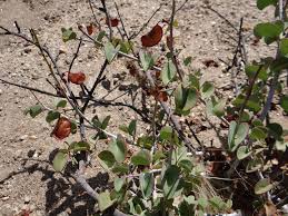 Image result for Adenolobus pechuelii