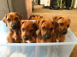 Rhodesian Ridgeback Puppy For Sale In Salt Lake City Ut Adn 40875 On Puppyfinder Com Gender Rhodesian Ridgeback Puppies Rhodesian Ridgeback Puppies For Sale