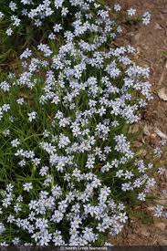 Image result for Satyrium crassicaule