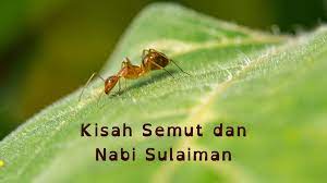 Kisah nabi sulaiman, semut dan sebutir gandum. Kisah Seekor Semut Memberi Pelajaran Kepada Nabi Sulaiman Halaman 1 Kompasiana Com