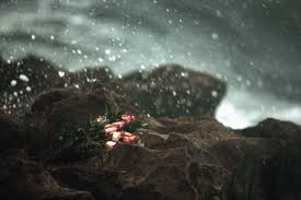 Free Picture Rose Flower Leaf Bouquet Rocks Water Rain