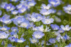 Hanakotoba (花言葉) is the japanese form of the language of flowers. ãƒãƒ¢ãƒ•ã‚£ãƒ© Nemophila ã®ç‰¹å¾´ã¨èŠ±è¨€è'‰ å››å­£ã®èŠ±ãŸã¡