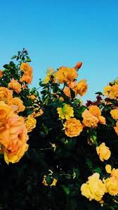 Di ruang warna hsl #ffff00 memiliki hue 60° (derajat), 100% saturasi dan 50% penerangan. Muli Yana Muliyana046 Profil Pinterest