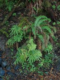 Image result for Polyporus pendulus