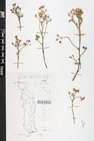 Image result for Pseudoconyza viscosa