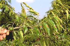 Image result for Shirakiopsis