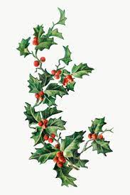 Festive Holly Leaves Transparent Png Premium Image By Rawpixel Com Nam Holly Leaf Christmas Leaves Holly