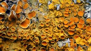 Choose from 17 hotels in lachen only on makemytrip.com. How A Guy From A Montana Trailer Park Overturned 150 Years Of Biology The Atlantic