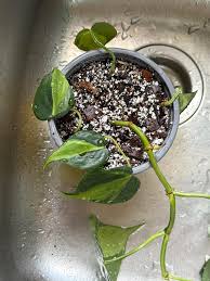 Image result for Hygrophila okavangensis