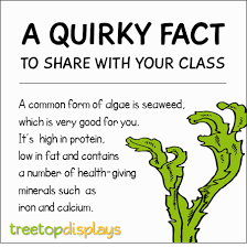 A Quirky Fact About Seaweed To Share With Your Class From Treetop Displays Visit Our Tpt Store For Fun Facts For Kids Facts For Kids Fun Facts About Animals