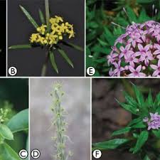 Image result for Galium chloroionanthum