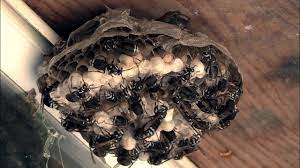Maybe you would like to learn more about one of these? Awesome Bald Faced Hornet Nest Relocation To My Window 2 Yellow Jacket Nests Youtube