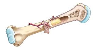 The lower arm bones form the wrist joint with the carpals, a group of eight small bones that give added flexibility to the wrist. Long Bone Anatomy Human Anatomy Quiz Quizizz