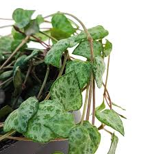 Image result for Ceropegia rendallii