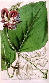 Image result for Canavalia ensiformis