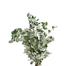 Image result for Pittosporum