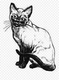 See more ideas about coloring pages, cat coloring page, adult coloring pages. Siamese Cat Kitten Black And White Clip Art Cat Realistic Siamese Cat Coloring Page Png Kittens Png Free Transparent Png Images Pngaaa Com