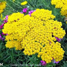 Yarrow Cloth Of Gold Achillea Filipendula Perennial Flower Garden Seeds Flowers Perennials Perennial Plants Low Maintenance Plants