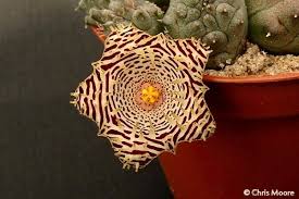 Image result for Huernia kirkii