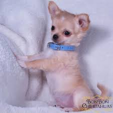 Stunning Hand Crafted Chihuahua Accessories And Jewellery Available At Paws Passion Shop Teacup Chihuahua Puppies Chihuahua Puppies Chihuahua Puppies For Sale