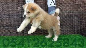 japon akita inu yavrular panosundaki pin